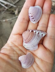 Hysteroconcha lupanaria