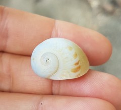 Natica broderipiana