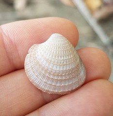 Chionopsis amathusia