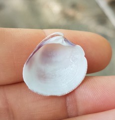 Chionopsis amathusia