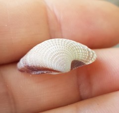 Chionopsis amathusia