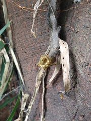Tetragonisca angustula