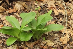 Clintonia umbellulata