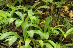 Clintonia umbellulata