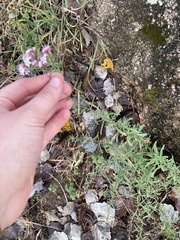 Stevia satureiifolia