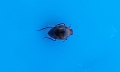 Haliplidae