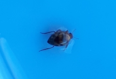 Haliplidae