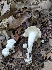 Cuphophyllus angustifolius