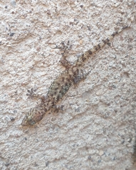 Hemidactylus turcicus