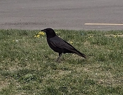 Corvus brachyrhynchos