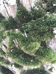 Amblystegium