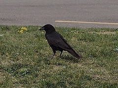 Corvus brachyrhynchos