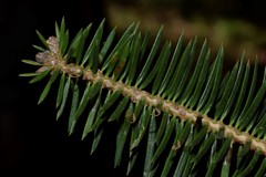 Abies cephalonica