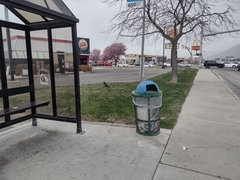 Corvus brachyrhynchos