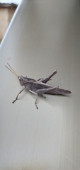 Xyleus discoideus discoideus