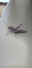 Xyleus discoideus discoideus