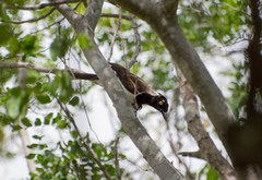 Cyanocorax cyanopogon