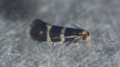 Phylloporia bistrigella