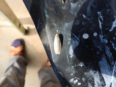 Symmetrodes sciocosma