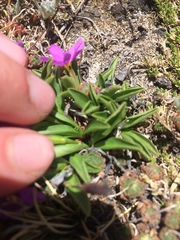 Primula angustifolia