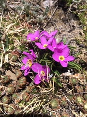 Primula angustifolia