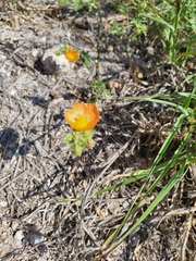 Sphaeralcea pedatifida