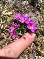 Primula angustifolia