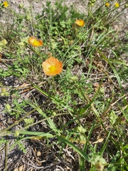 Sphaeralcea pedatifida