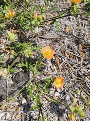 Sphaeralcea pedatifida