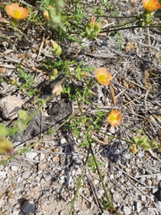 Sphaeralcea pedatifida