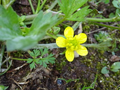 Ranunculus muricatus