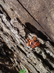 Pyrrhocoris apterus