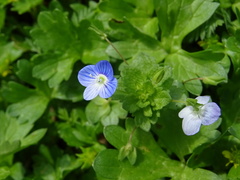 Veronica persica
