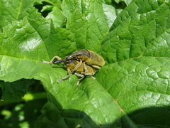Lixus pulverulentus