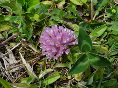 Trifolium pratense