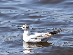 Chroicocephalus ridibundus