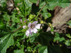 Malva