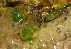 Chaetophoropsis