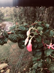 Fuchsia × hybrida