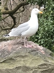 Larus argentatus
