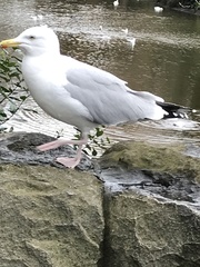 Larus argentatus