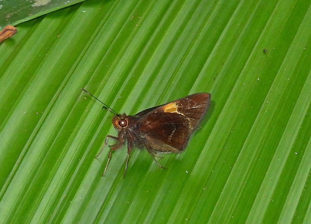 Lychnuchus celsus
