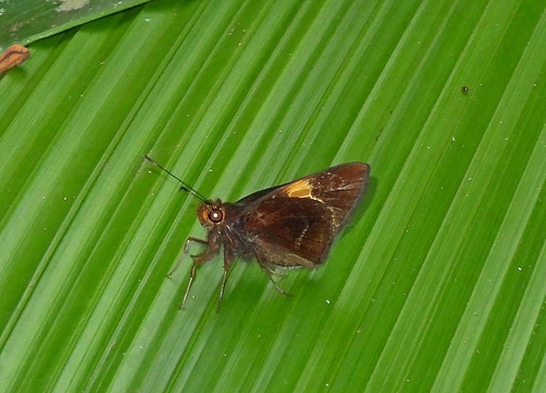 Lychnuchus celsus