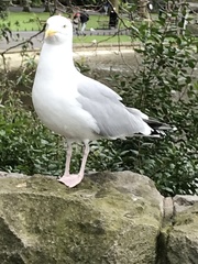 Larus argentatus