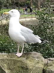 Larus argentatus