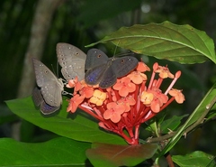 Eurybia molochina