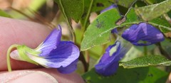 Viola septemloba