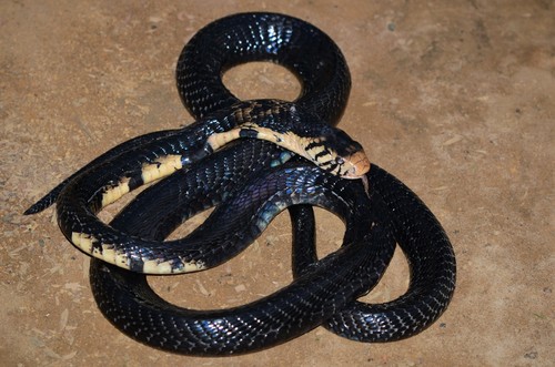 Forest Cobra