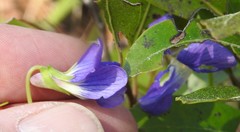 Viola septemloba