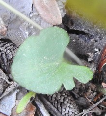 Viola septemloba